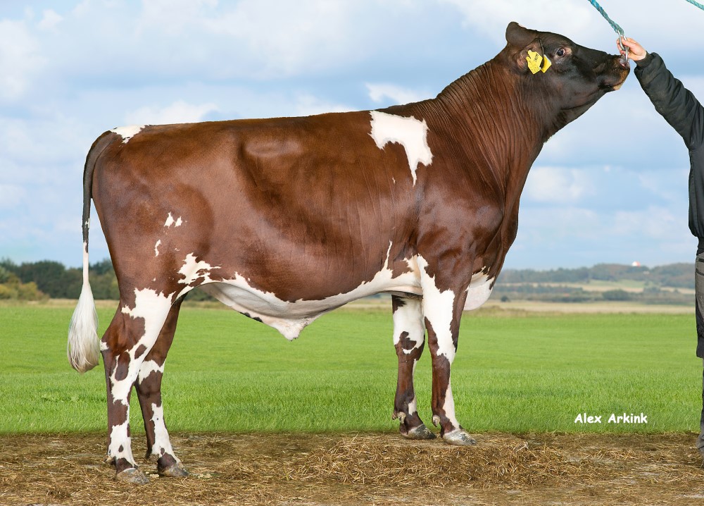 Ayrshire bull standing in a field